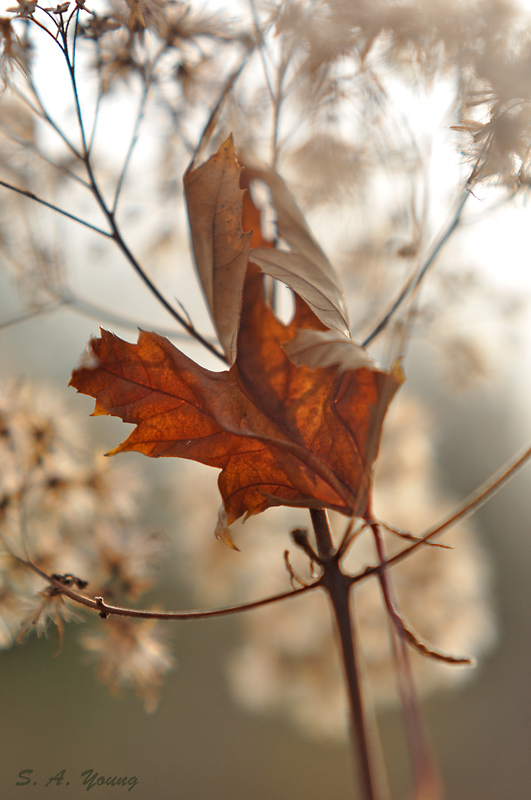 Name:  Leaves 3.jpg
Views: 554
Size:  216.0 KB