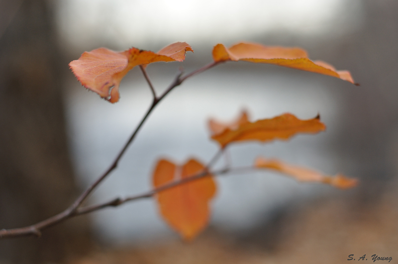 Name:  Leaves 2a.jpg
Views: 540
Size:  219.6 KB