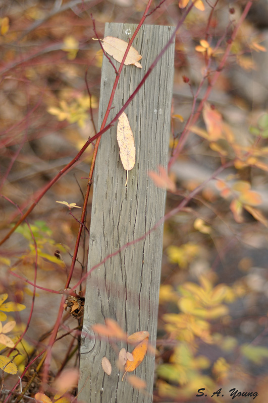 Name:  Leaves 4.jpg
Views: 544
Size:  178.5 KB
