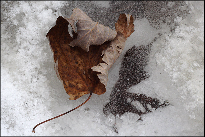 Name:  Leaf on Ice.jpg
Views: 537
Size:  162.1 KB
