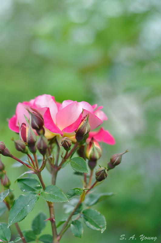 Name:  Roses 1.jpg
Views: 618
Size:  189.8 KB