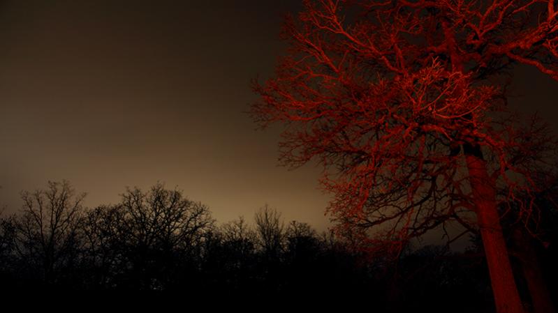Name:  Red Tree.jpg
Views: 549
Size:  35.9 KB