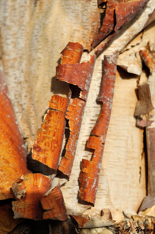 Name:  Bark 1.jpg
Views: 704
Size:  226.9 KB