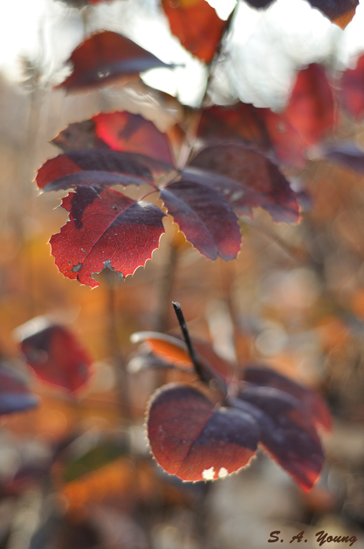 Name:  Leaves 3.jpg
Views: 727
Size:  190.1 KB