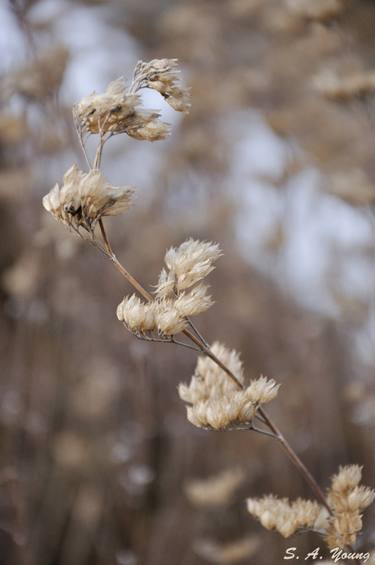 Name:  Seeded 3.jpg
Views: 402
Size:  205.8 KB