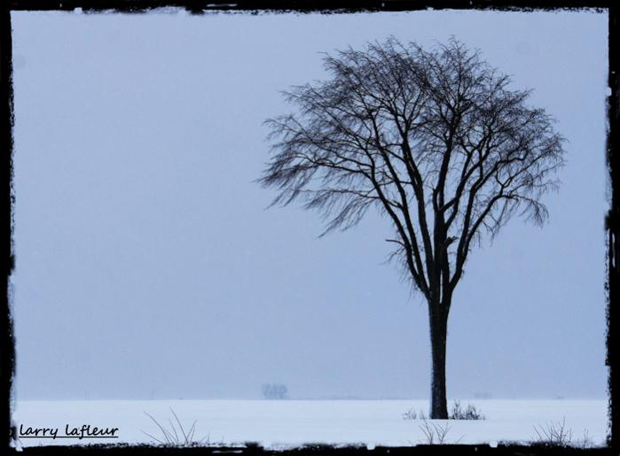 Name:  lone tree small.jpg
Views: 344
Size:  39.4 KB