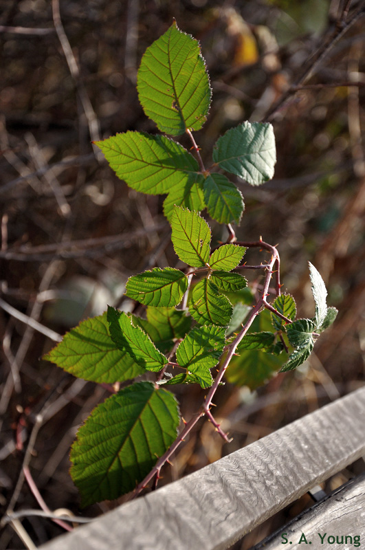 Name:  Leaves 1.jpg
Views: 370
Size:  204.5 KB