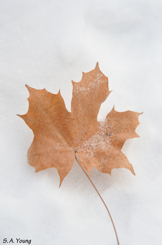 Name:  Leaf 2.jpg
Views: 185
Size:  232.8 KB