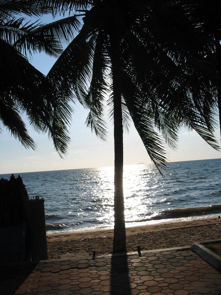 Name:  palm-tree-middle.jpg
Views: 541
Size:  142.3 KB