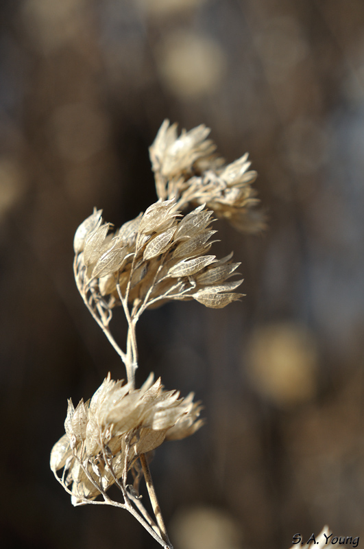 Name:  Flower 4.jpg
Views: 642
Size:  184.8 KB