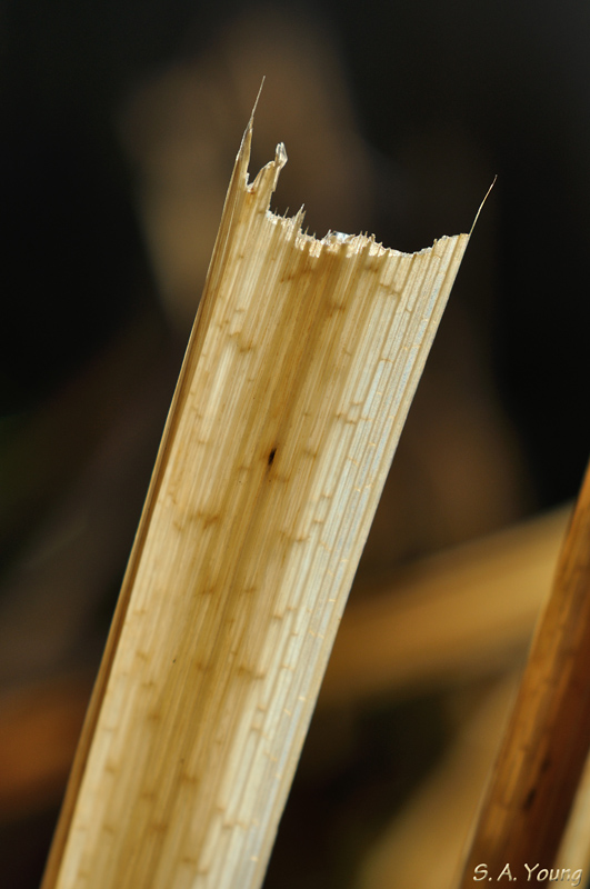 Name:  Leaf 2.jpg
Views: 650
Size:  170.8 KB