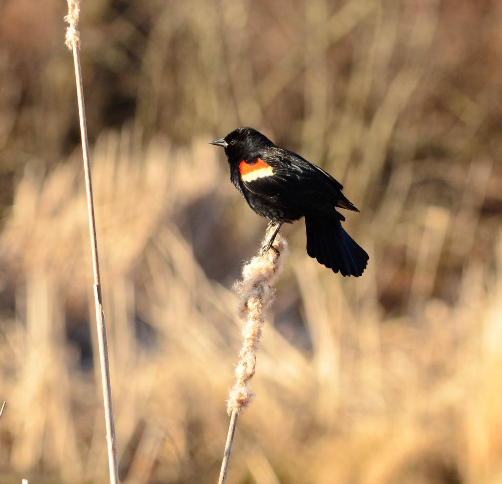 Name:  053.jpg
Views: 537
Size:  72.3 KB