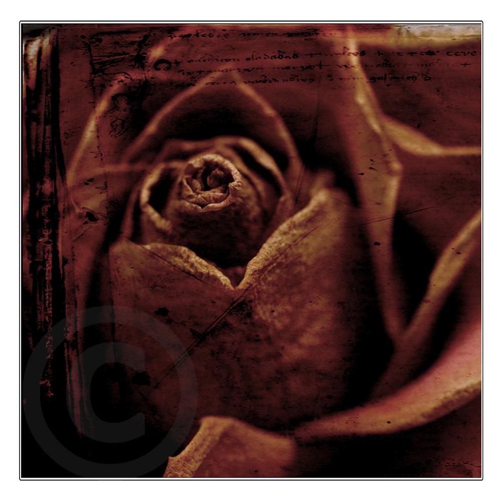 Name:  Dead rose2.jpg
Views: 298
Size:  93.3 KB