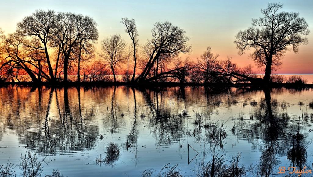 Name:  TreesBeforeDawn.jpg
Views: 557
Size:  155.4 KB