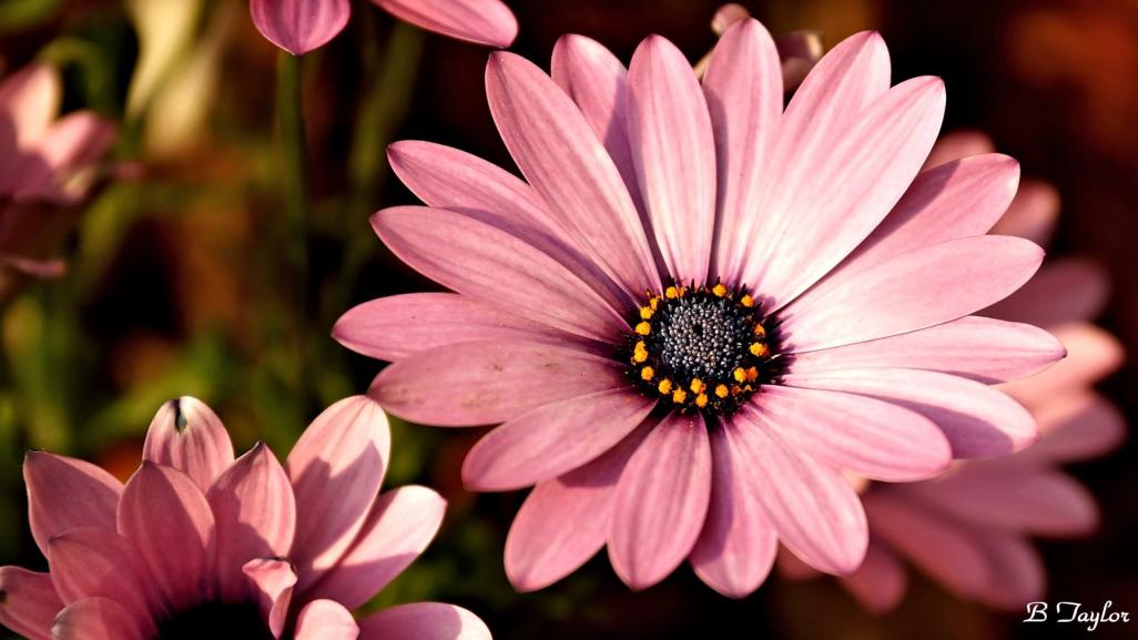Name:  Margarita_Lilac_Osteospermum.jpg
Views: 1133
Size:  68.3 KB
