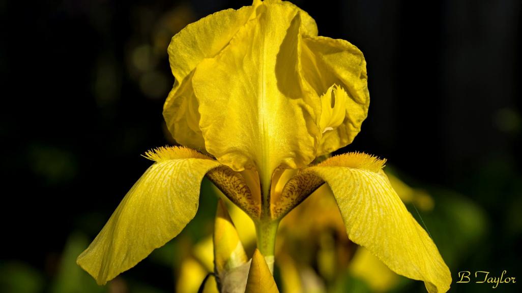 Name:  IrisSideMacro.jpg
Views: 474
Size:  53.6 KB