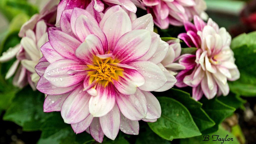 Name:  PurpleDahlia.jpg
Views: 533
Size:  81.8 KB
