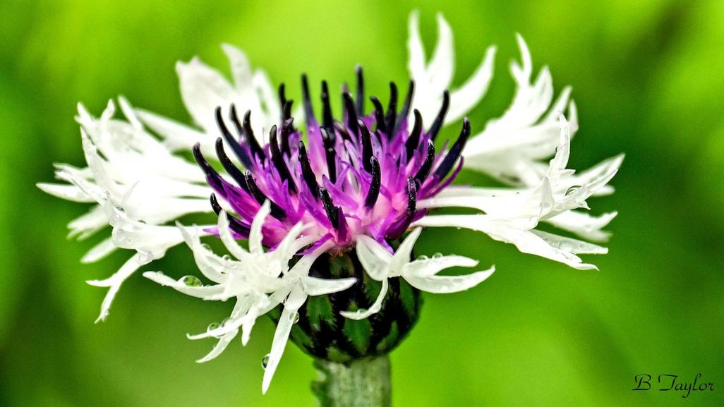 Name:  Centaurea.jpg
Views: 189
Size:  75.4 KB