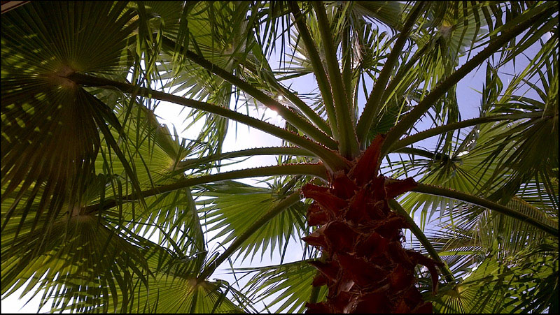 Name:  Jamaica,e.jpg
Views: 403
Size:  183.0 KB