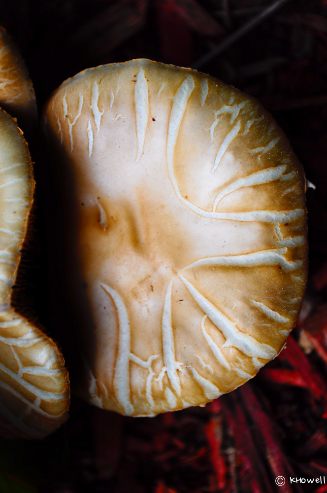Name:  Mushroom Lizards (1 of 1).jpg
Views: 348
Size:  145.7 KB
