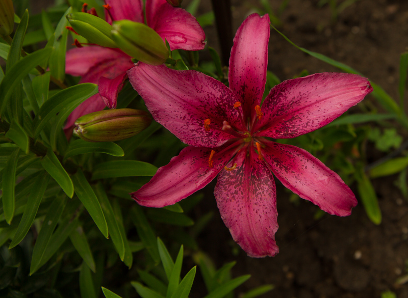 Name:  lily 1.jpg
Views: 386
Size:  242.1 KB