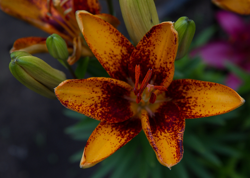 Name:  lily 2.jpg
Views: 386
Size:  214.4 KB