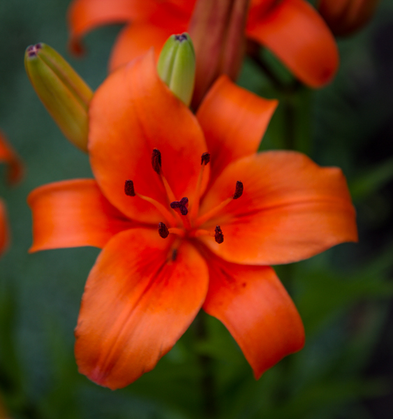 Name:  lily 3.jpg
Views: 377
Size:  202.1 KB