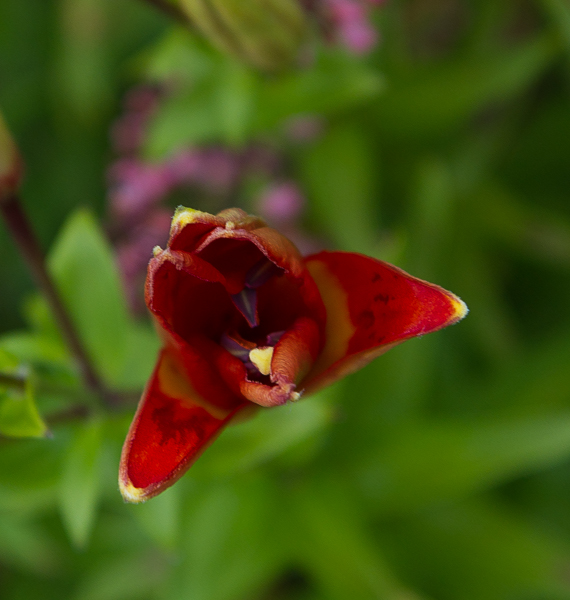 Name:  lily 4.jpg
Views: 389
Size:  212.6 KB