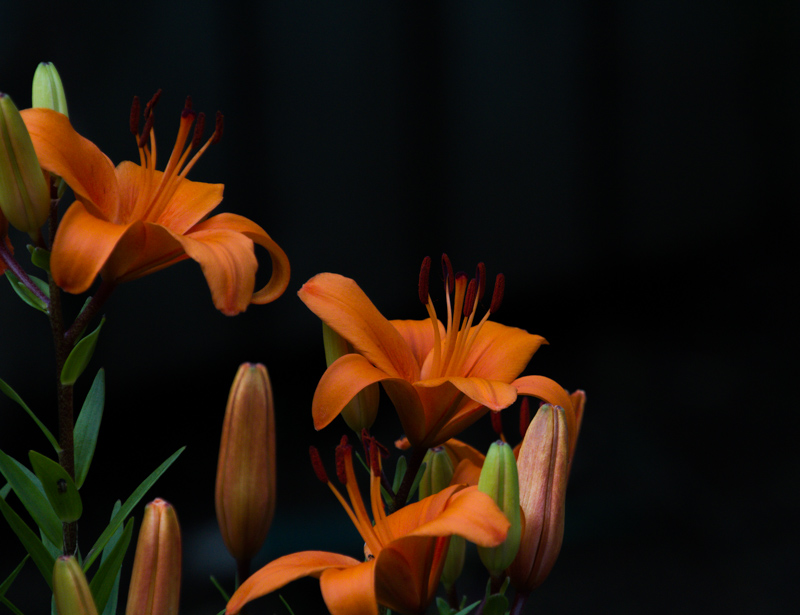 Name:  lily 5.jpg
Views: 375
Size:  182.3 KB