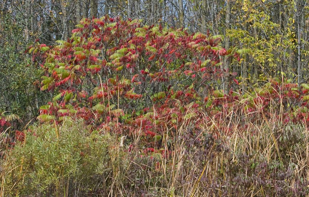 Name:  Fall colours ,Oct 4,2013  .jpg
Views: 621
Size:  219.5 KB