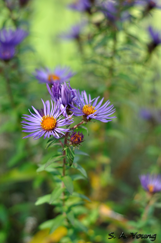 Name:  Flower 1.jpg
Views: 603
Size:  296.8 KB