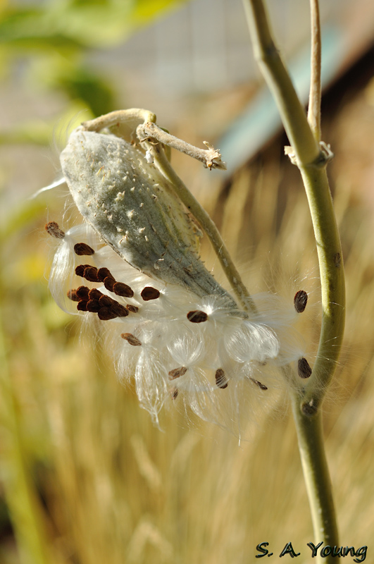 Name:  Milkweed 2.jpg
Views: 379
Size:  209.4 KB