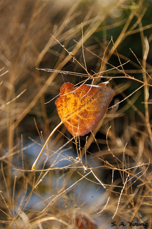 Name:  Leaf 1.jpg
Views: 448
Size:  302.4 KB