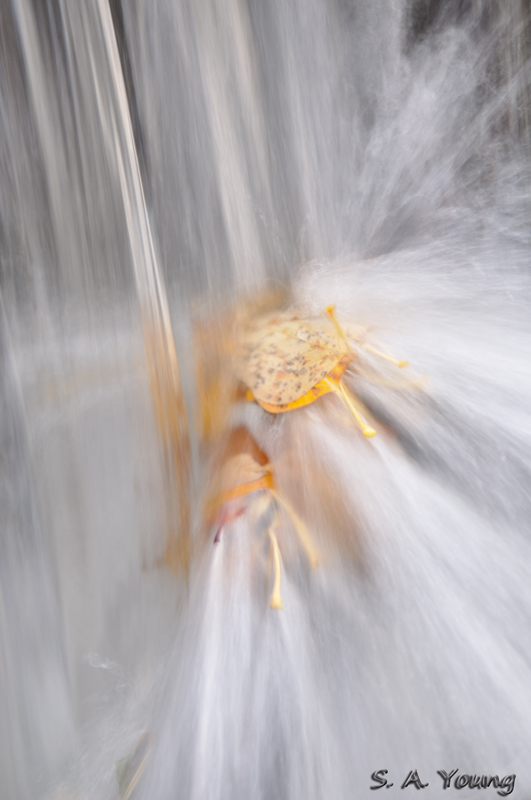 Name:  Leaves 7.jpg
Views: 412
Size:  227.5 KB