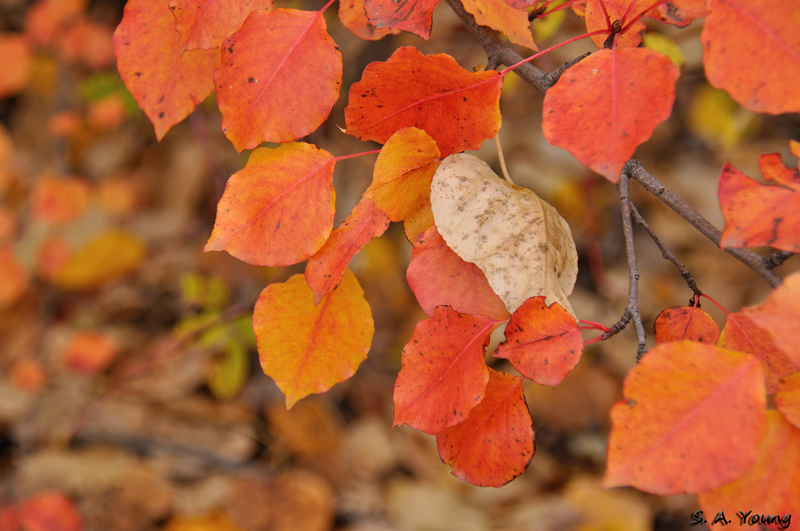 Name:  Leaves 3.jpg
Views: 372
Size:  248.2 KB