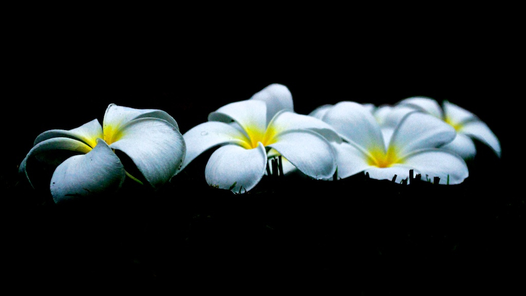 Name:  flower.jpg
Views: 181
Size:  170.1 KB