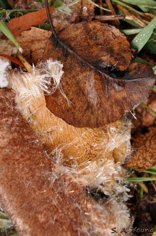 Name:  Cattail 1.jpg
Views: 526
Size:  282.3 KB