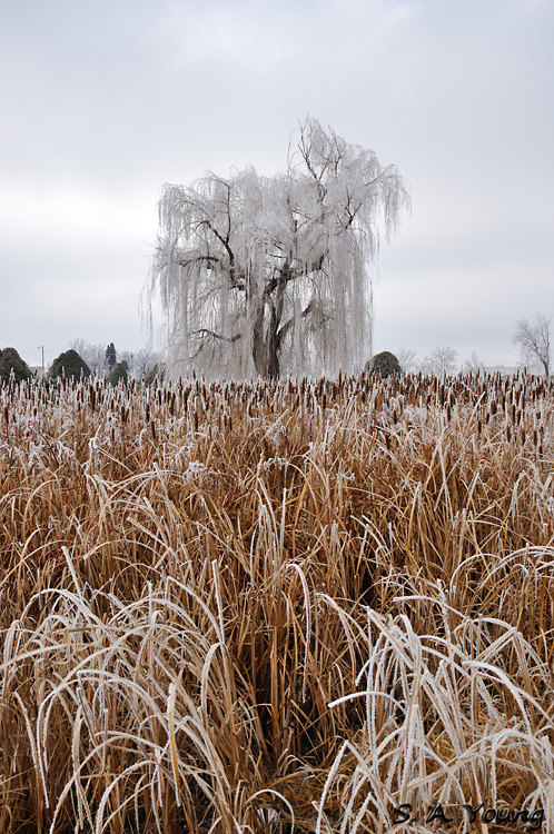 Name:  Tree 2.jpg
Views: 537
Size:  281.1 KB