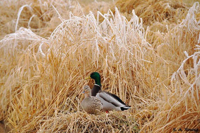 Name:  Mallard 2.jpg
Views: 535
Size:  298.6 KB