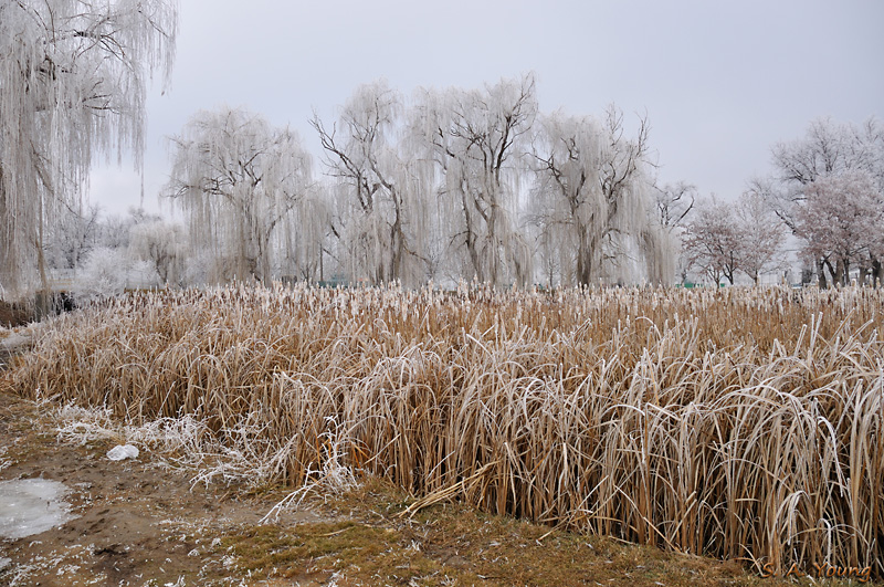 Name:  Tree 3.jpg
Views: 504
Size:  307.2 KB