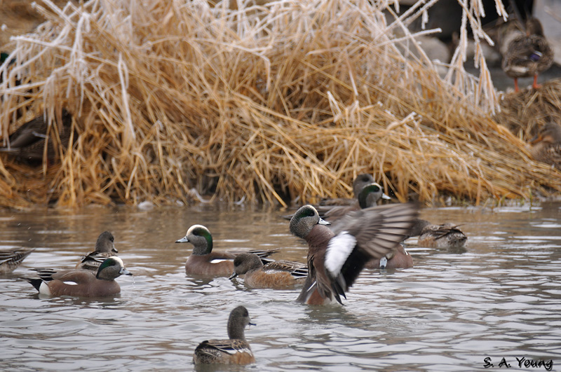 Name:  Widgeon 1.jpg
Views: 526
Size:  255.8 KB