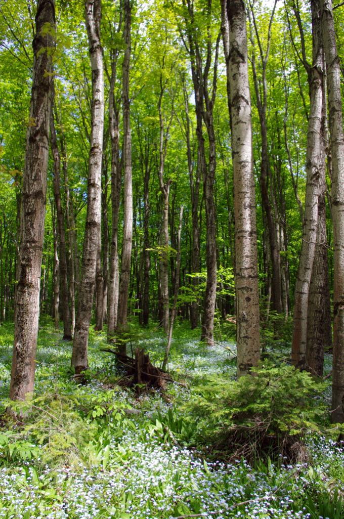 Name:  IMGP6560.jpg
Views: 480
Size:  197.3 KB