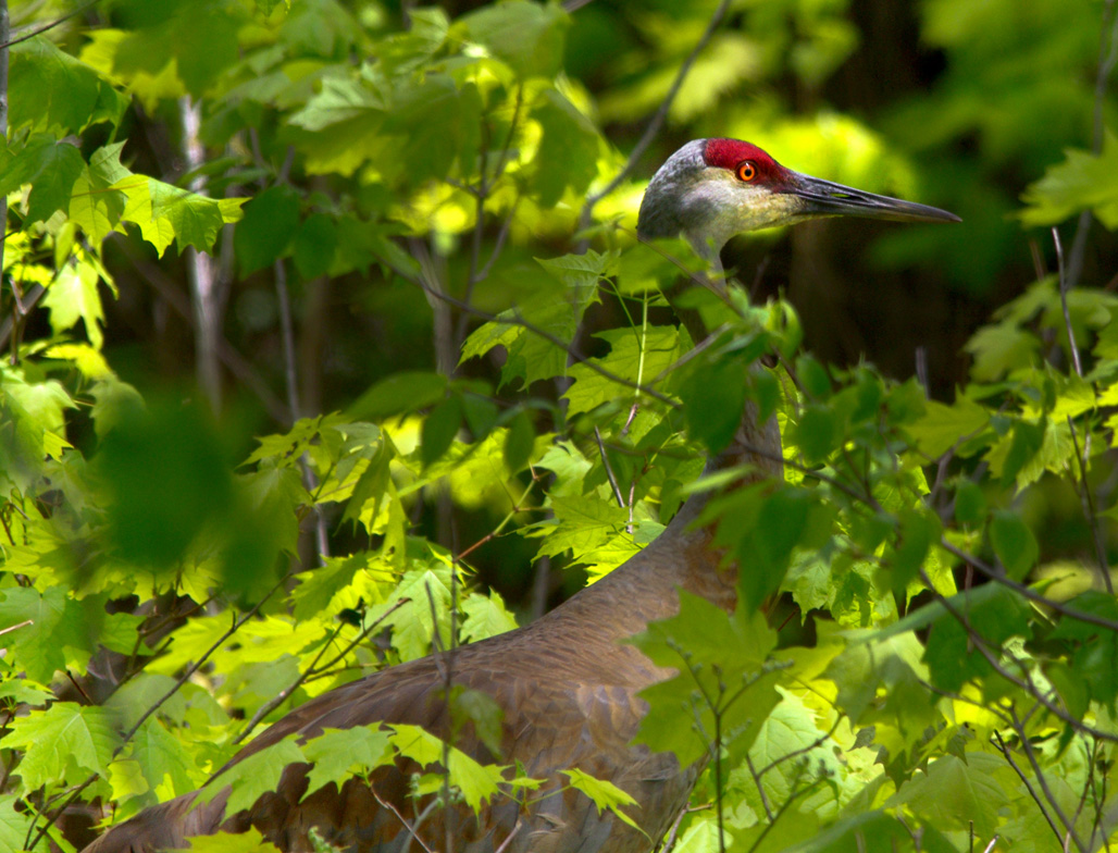 Name:  IMGP6596.jpg
Views: 497
Size:  326.0 KB