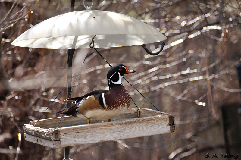 Name:  Wood Duck 4.jpg
Views: 369
Size:  297.9 KB