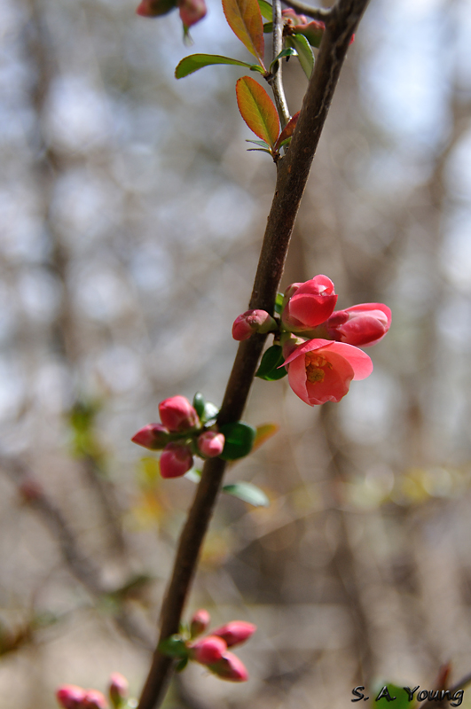 Name:  Flowers 1.jpg
Views: 363
Size:  280.0 KB