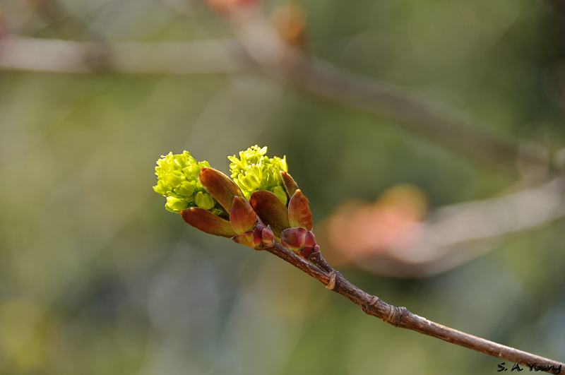 Name:  Flowers 4.jpg
Views: 347
Size:  247.5 KB