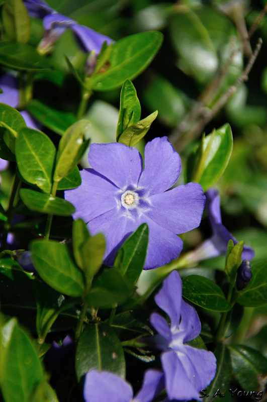 Name:  Flowers 3.jpg
Views: 338
Size:  248.7 KB
