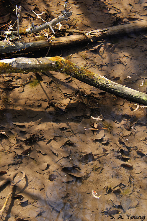 Name:  Leaves 1.jpg
Views: 295
Size:  303.4 KB