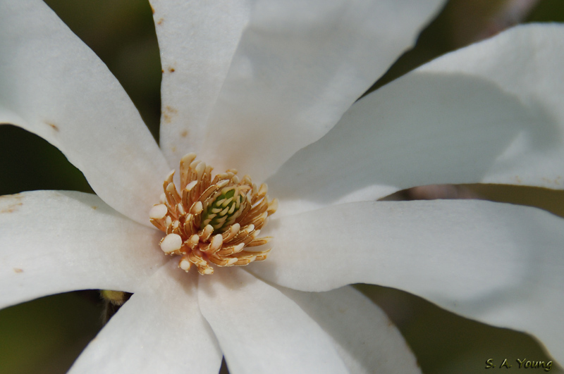 Name:  Magnolia 1a.jpg
Views: 285
Size:  173.0 KB
