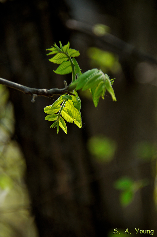 Name:  Leaves 3.jpg
Views: 341
Size:  193.4 KB